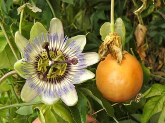passiflore