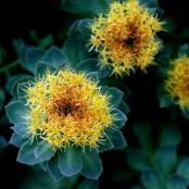 rhodiola